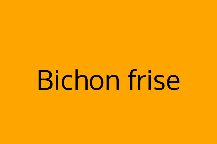 Adopt a Beautiful Bichon frise Dog in Ashton