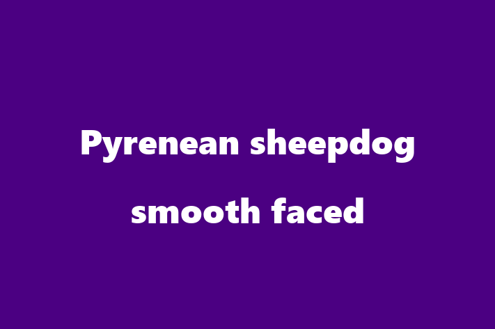 Pyrenean sheepdog smooth faced Dog in Holywood