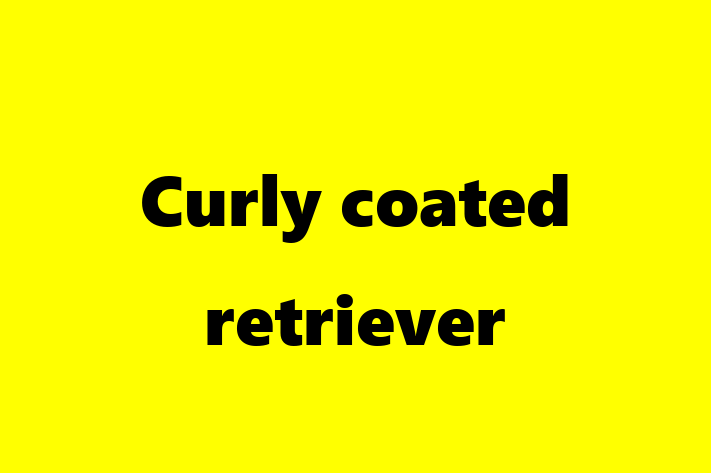 Find Your New Curly coated retriever Dog in Cramlington