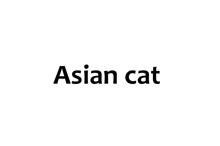 Adopt a Asian cat Cat in Rochdale