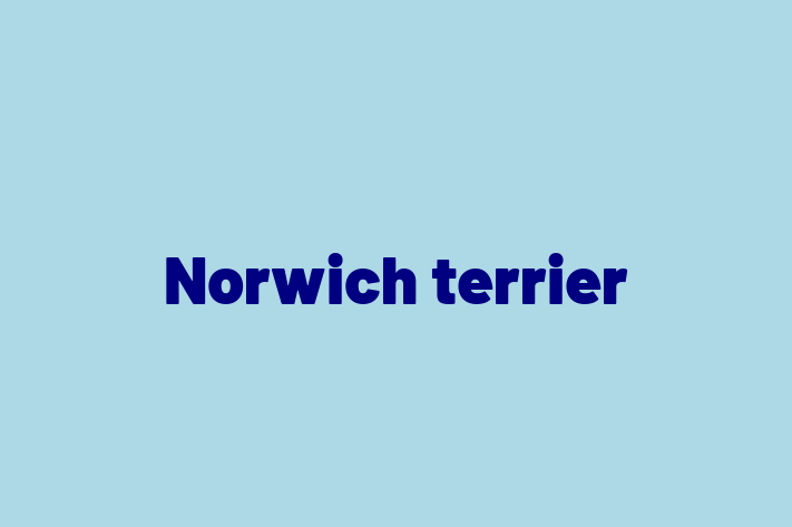 Norwich terrier Dog in Borehamwood Ready for a New Home