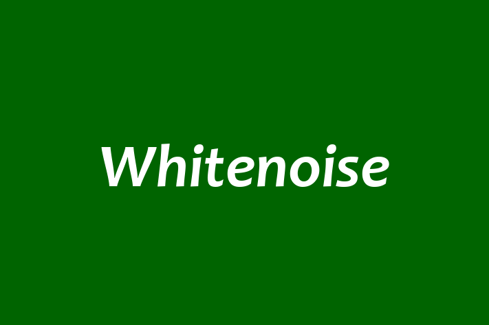 Whitenoise