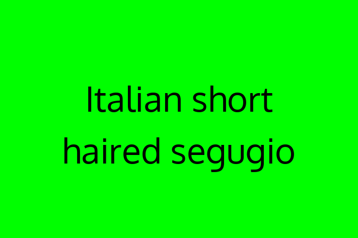 Dog Italian short haired segugio for Sale in Hayes