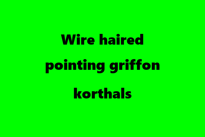 Dog Wire haired pointing griffon korthals for Sale in Northolt