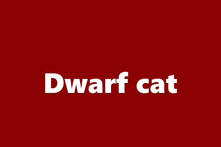 Adopt a Cat Dwarf cat Available in Great Yarmouth