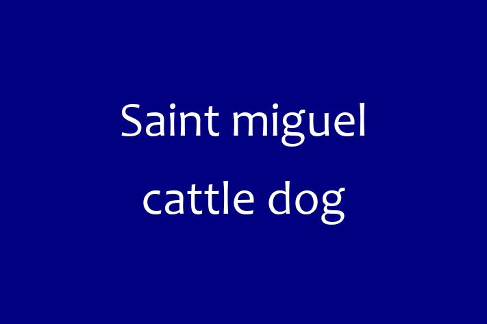 Saint miguel cattle dog Dog for Sale in Surbiton