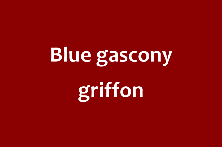 Dog Blue gascony griffon for Sale in Winchester