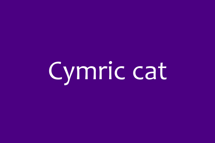 Cymric cat Cat for Sale in Great Yarmouth