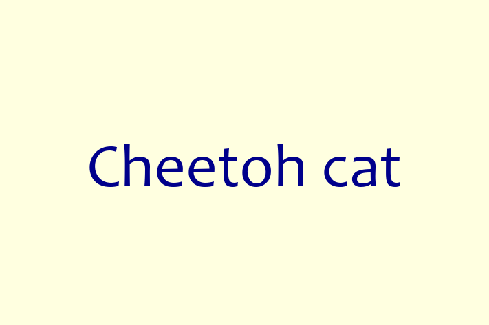 Cheetoh cat Cat for Sale in Rochdale