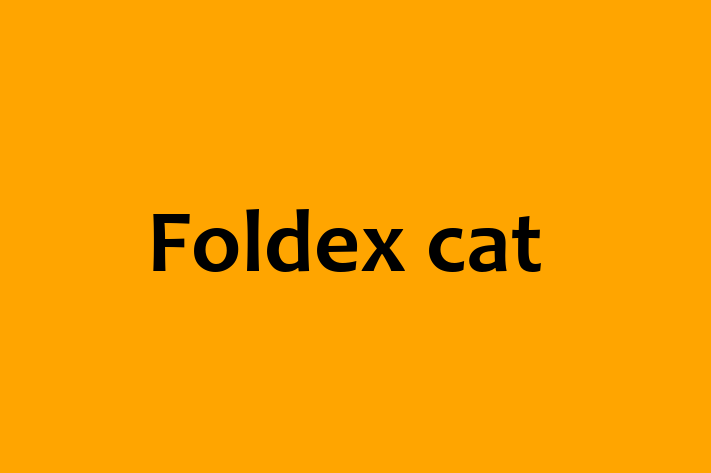 Find Your New Foldex cat Cat in Aylesbury