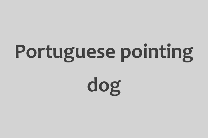 Adopt a Dog Portuguese pointing dog Available in Upminster