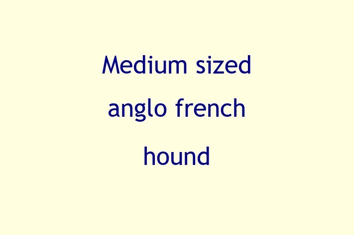 Find Your New Medium sized anglo french hound Dog in Wyre