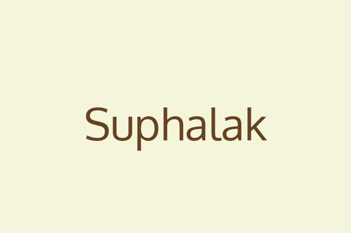 Adopt a Cat Suphalak Available in Leith