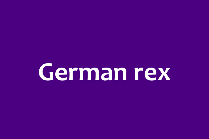 German rex Cat for Sale in Hayes