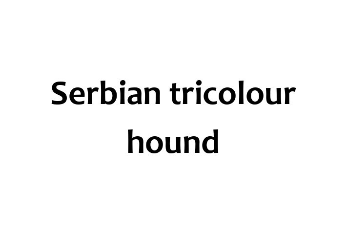 Charming Serbian tricolour hound Dog for Sale in Reading