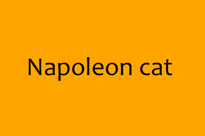 Napoleon cat Cat PuppiesKittens for Sale in Aylesbury