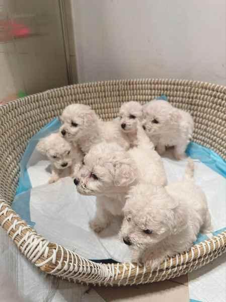 bochon frise puppies for sale