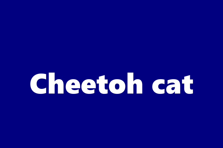 Cheetoh cat for Sale in Ashford