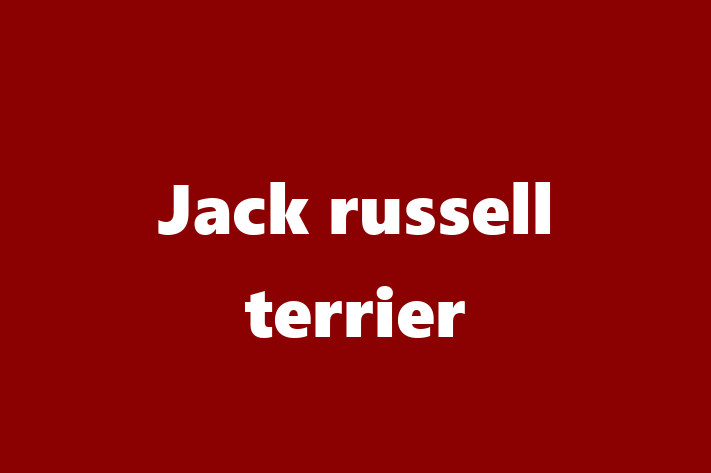 Jack russell terrier Dog in Carshalton