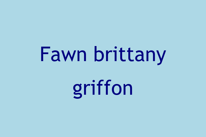 Fawn brittany griffon Dog for Sale in Chatham