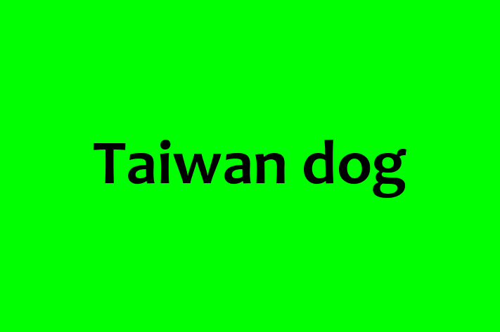 Dog Taiwan dog for Sale in Lichfield