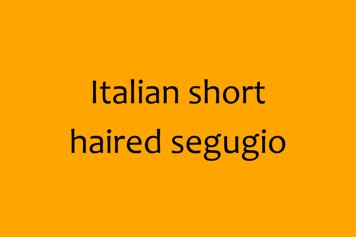 Italian short haired segugio Dog for Adoption in Rochester