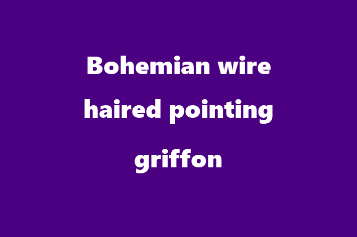 Bohemian wire haired pointing griffon Dog for Sale in Paignton