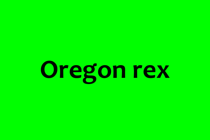 Adopt a Beautiful Oregon rex Cat in Abingdon