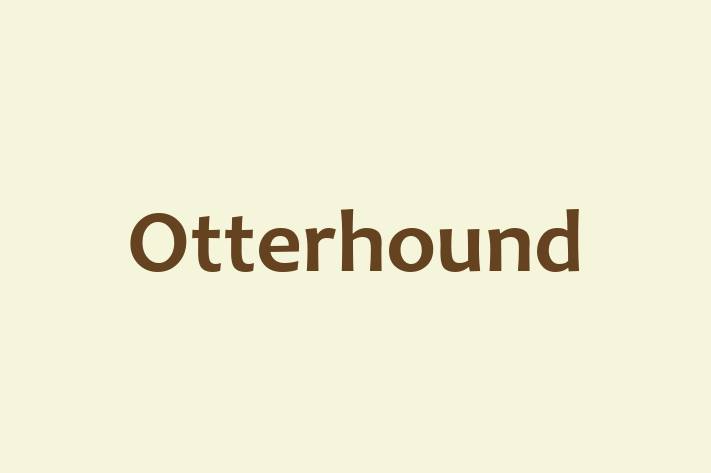 Otterhound Dog for Sale in City of Bath