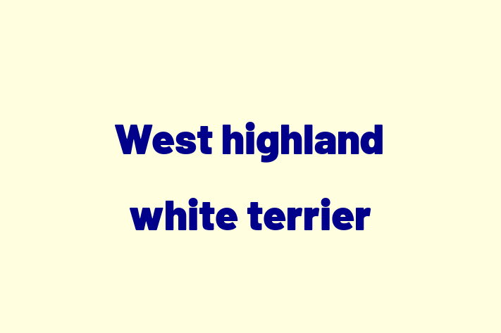 West highland white terrier Dog for Sale in Chesterfield