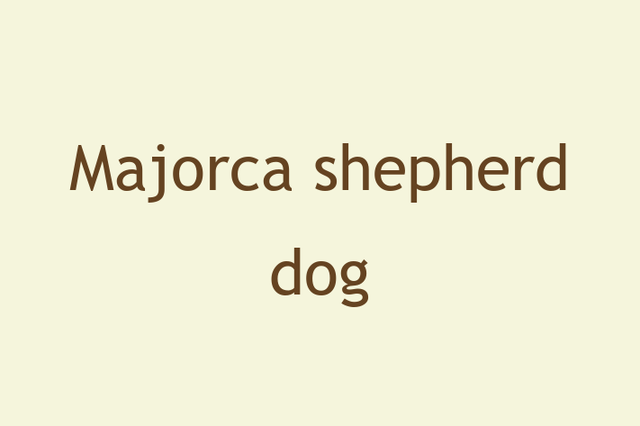 Find Your New Majorca shepherd dog Dog in Bexleyheath