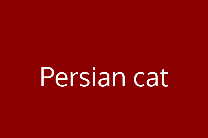 Persian cat Cat in Morden