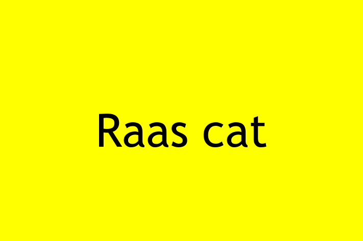 Meet Your New Raas cat Cat in Worthing