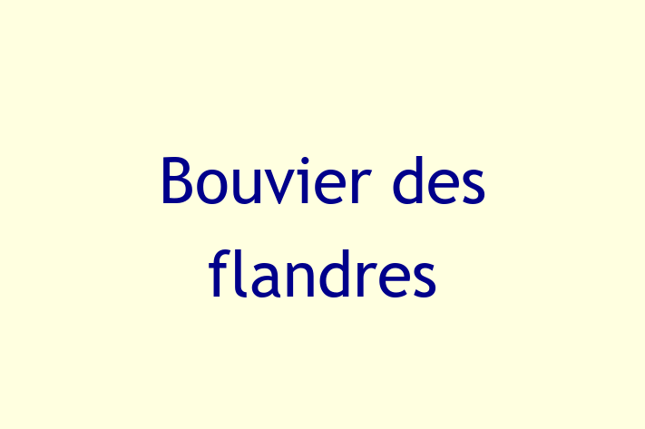 Bouvier des flandres Dog in Derby