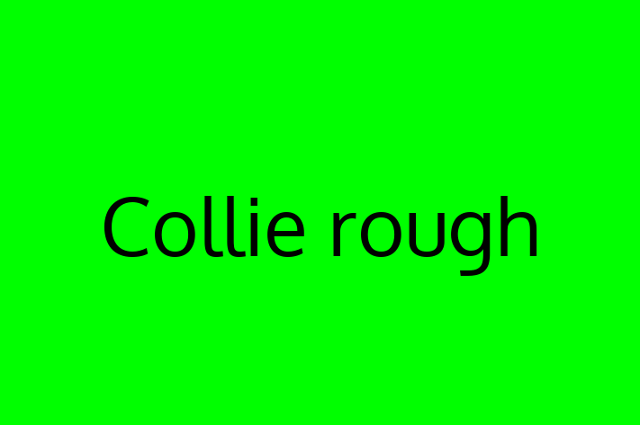 Collie rough for Sale in Leicester