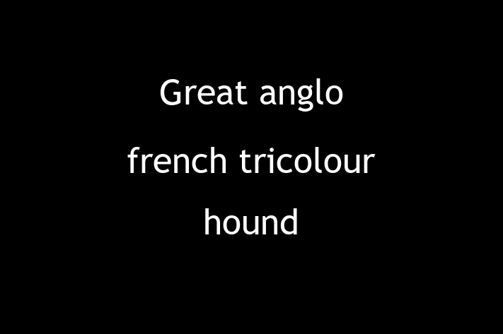 Find Your New Great anglo french tricolour hound Dog in Lichfield