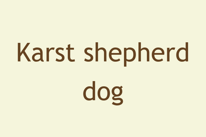 Karst shepherd dog Dog in Romford