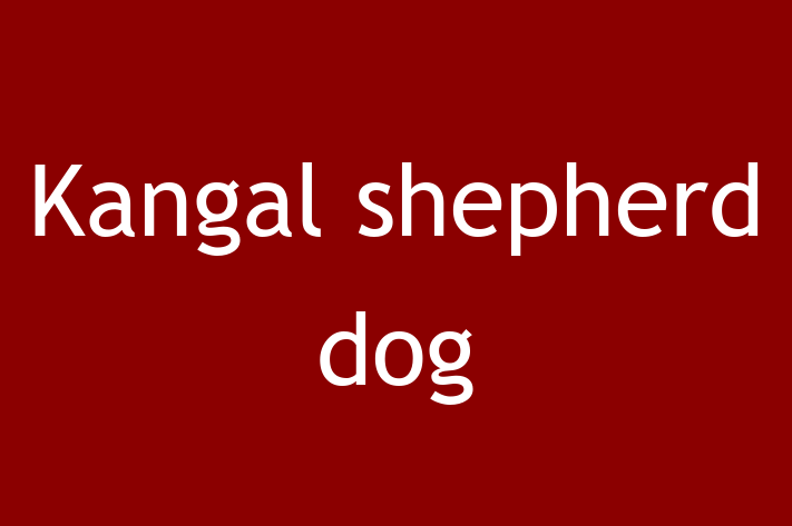 Kangal shepherd dog Dog for Sale in Kings Langley