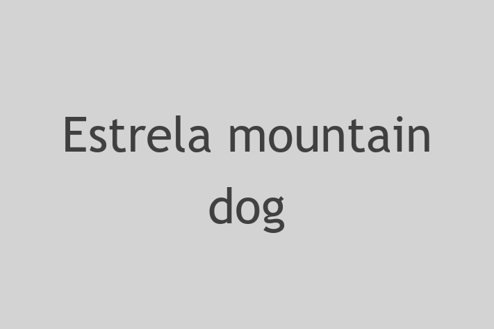 Charming Estrela mountain dog Dog for Sale in Trowbridge