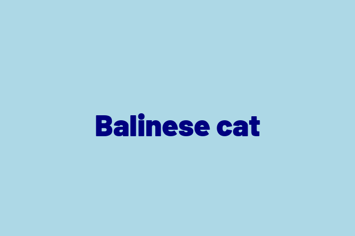 Adopt a Beautiful Balinese cat Cat in Fareham