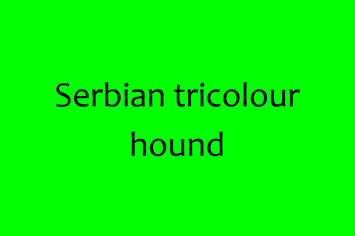 Adopt a Dog Serbian tricolour hound Available in Whitley Bay