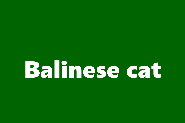 Charming Balinese cat Cat for Sale in South Shields