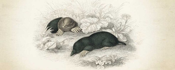 British Mole Catchers