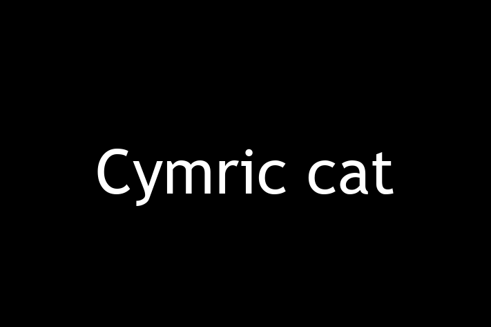 Cymric cat Cat for Sale in Eastbourne