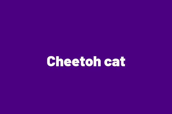 Cheetoh cat Cat PuppiesKittens for Sale in Leeds