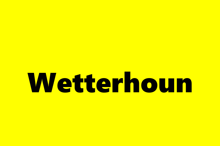 Wetterhoun Dog in Herne Bay Ready for a New Home