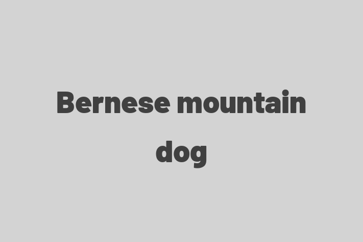 Find Your New Bernese mountain dog Dog in Newport