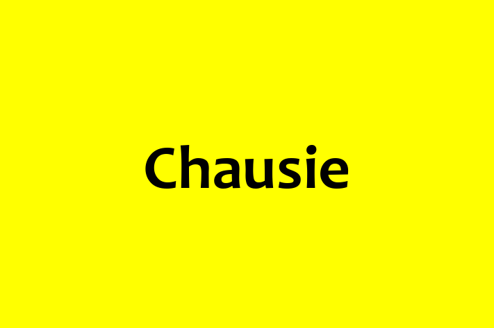 Chausie for Sale in Swale