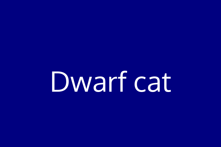 Dwarf cat Cat for Sale in Rowley Regis