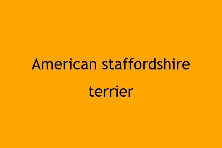 American staffordshire terrier Dog Available Now in Canterbury